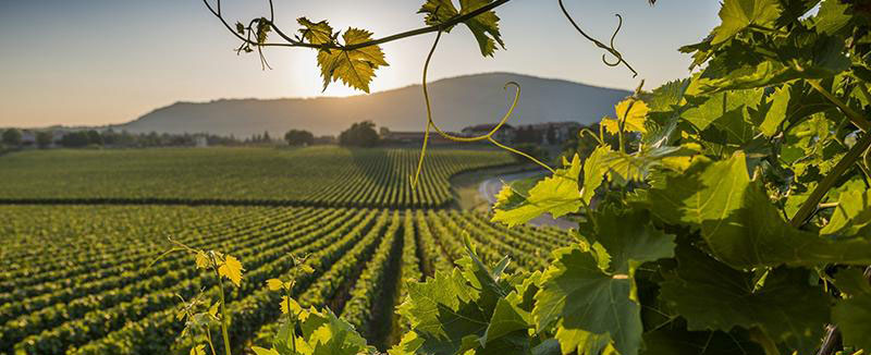 franciacorta-paesaggio